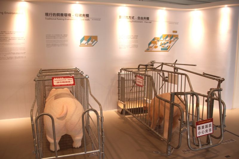 友善對待豬隻